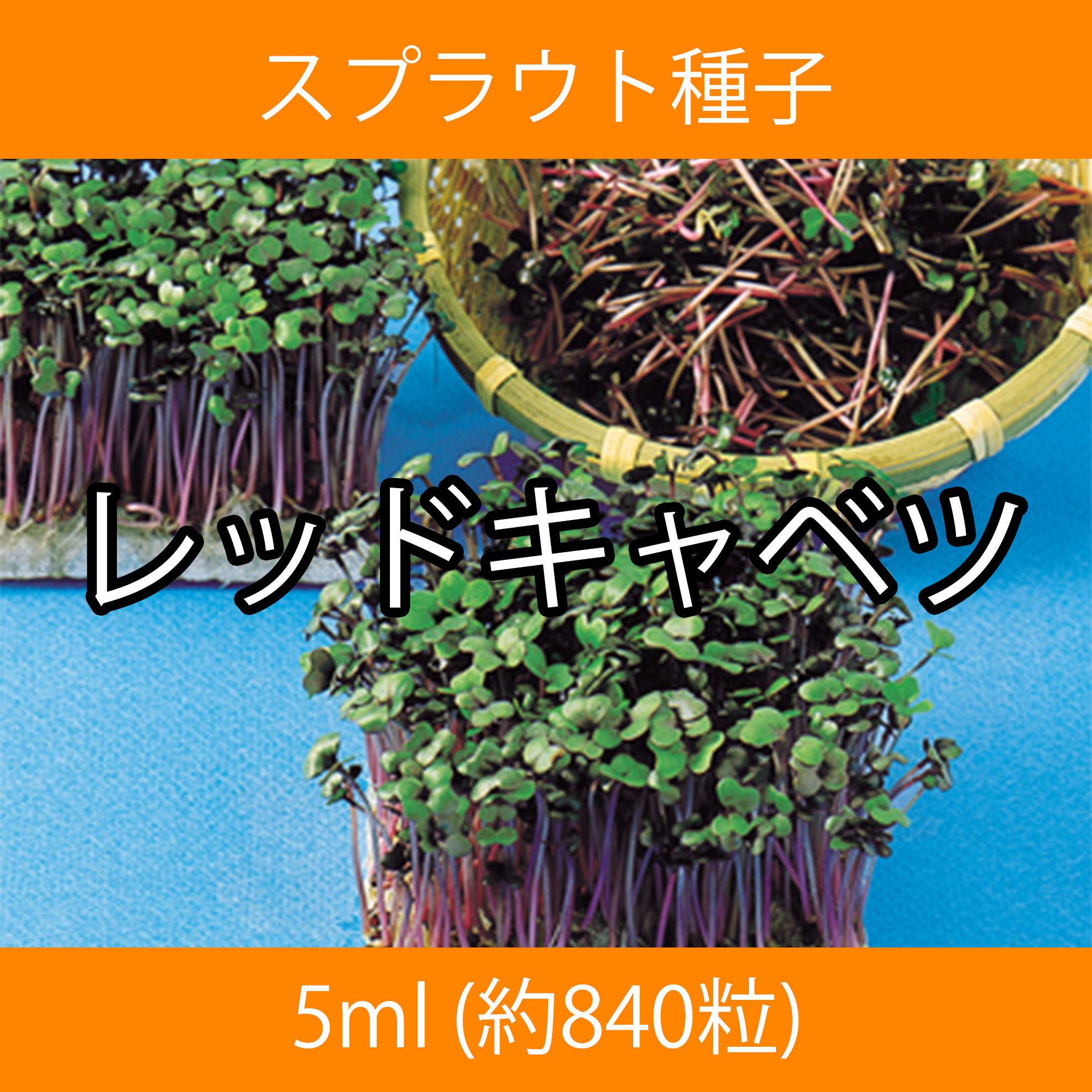 スプラウト種子 S-02 レッドキャベツ 5ml スプラウト種子 S-02 レッドキャベツ 5ml