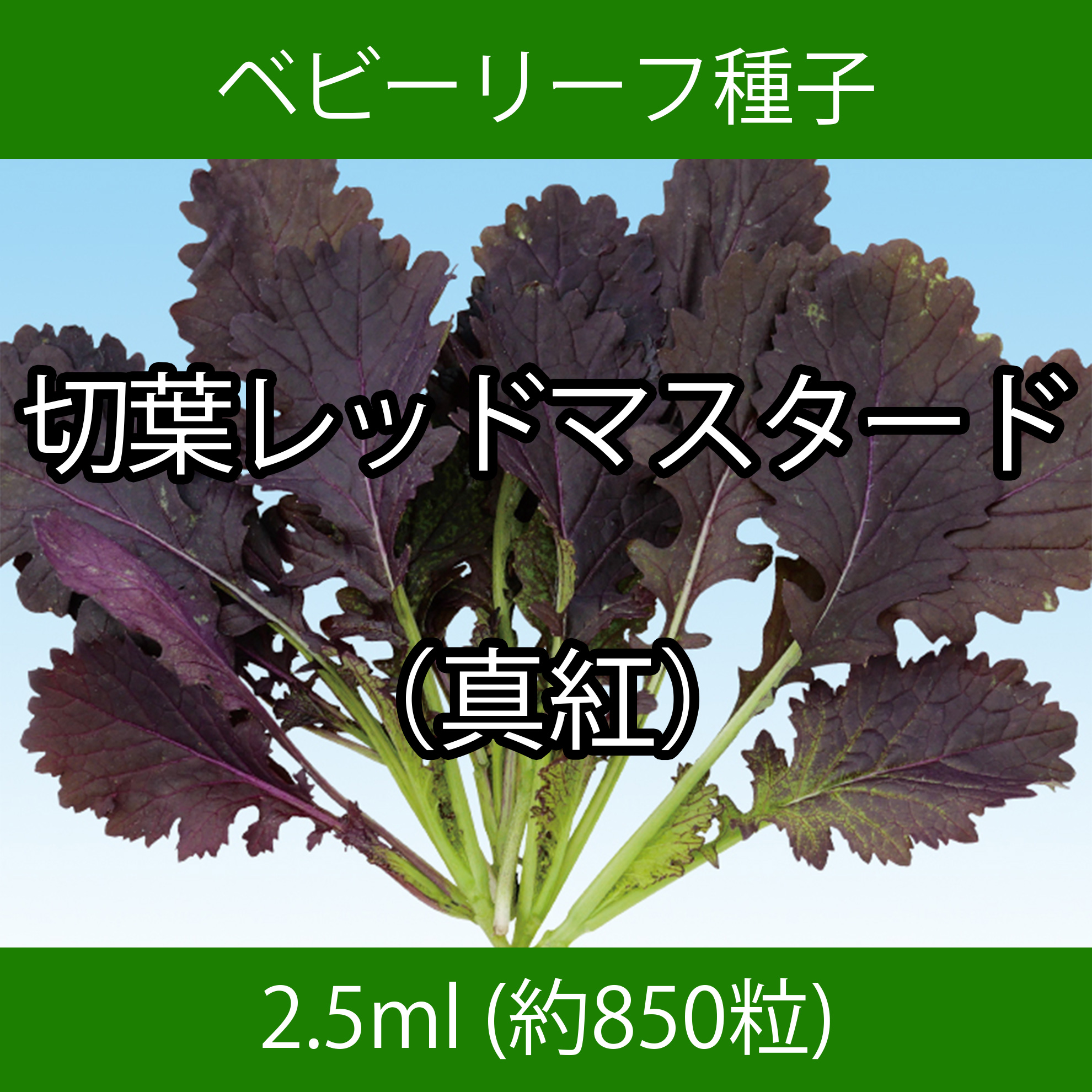 ベビーリーフ種子 B-49 切葉レッドマスタード（真紅） 2.5ml
