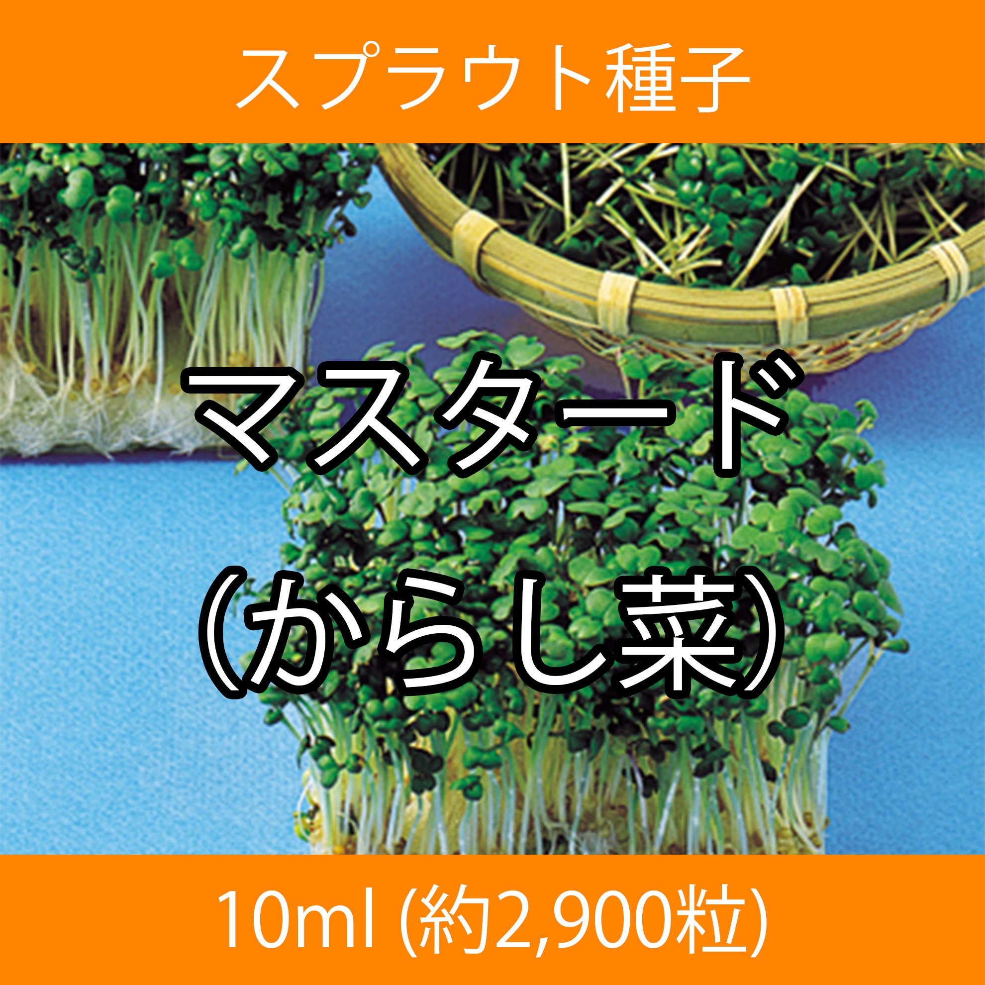 スプラウト種子 S-03 マスタード(からし菜) 10ml スプラウト種子 S-03 マスタード(からし菜) 10ml