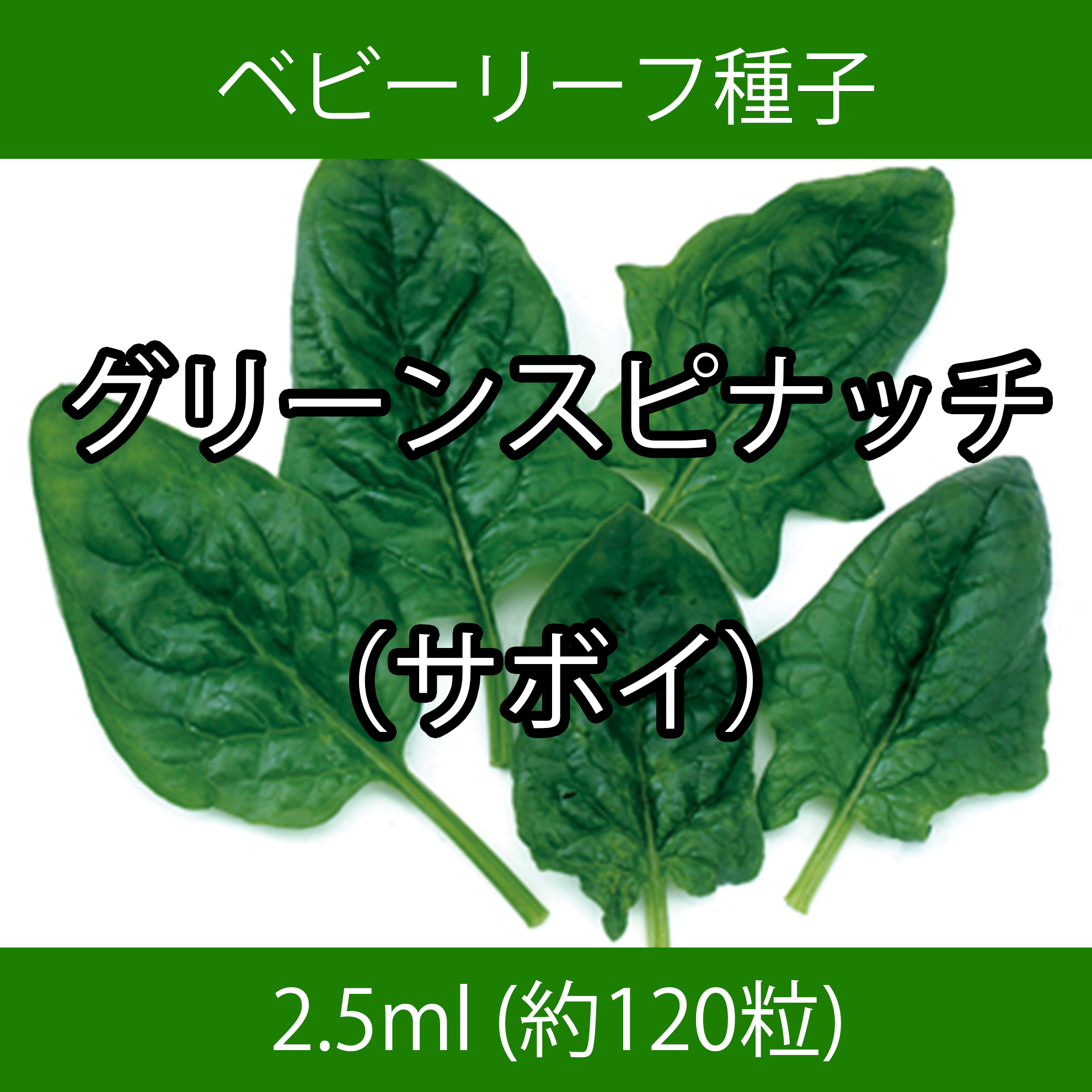 ベビーリーフ種子 B-40 グリーンスピナッチ(サボイ) 2.5ml ベビーリーフ種子 B-40 グリーンスピナッチ(サボイ) 2.5ml