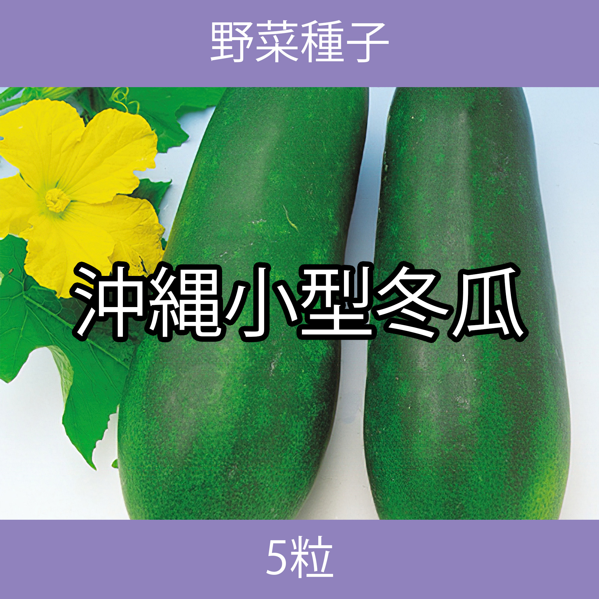 野菜種子 EAO 沖縄小型冬瓜 5粒