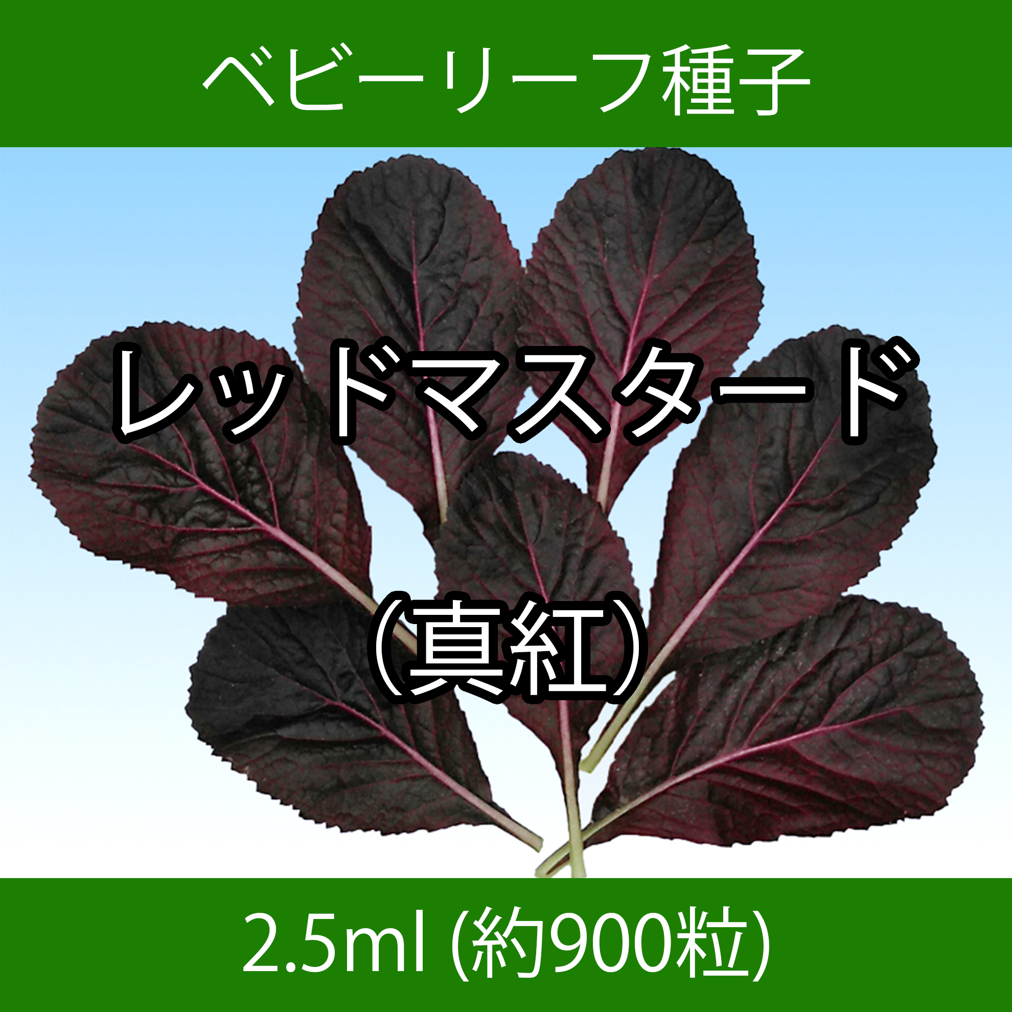 ベビーリーフ種子 B-48 レッドマスタード（真紅） 2.5ml