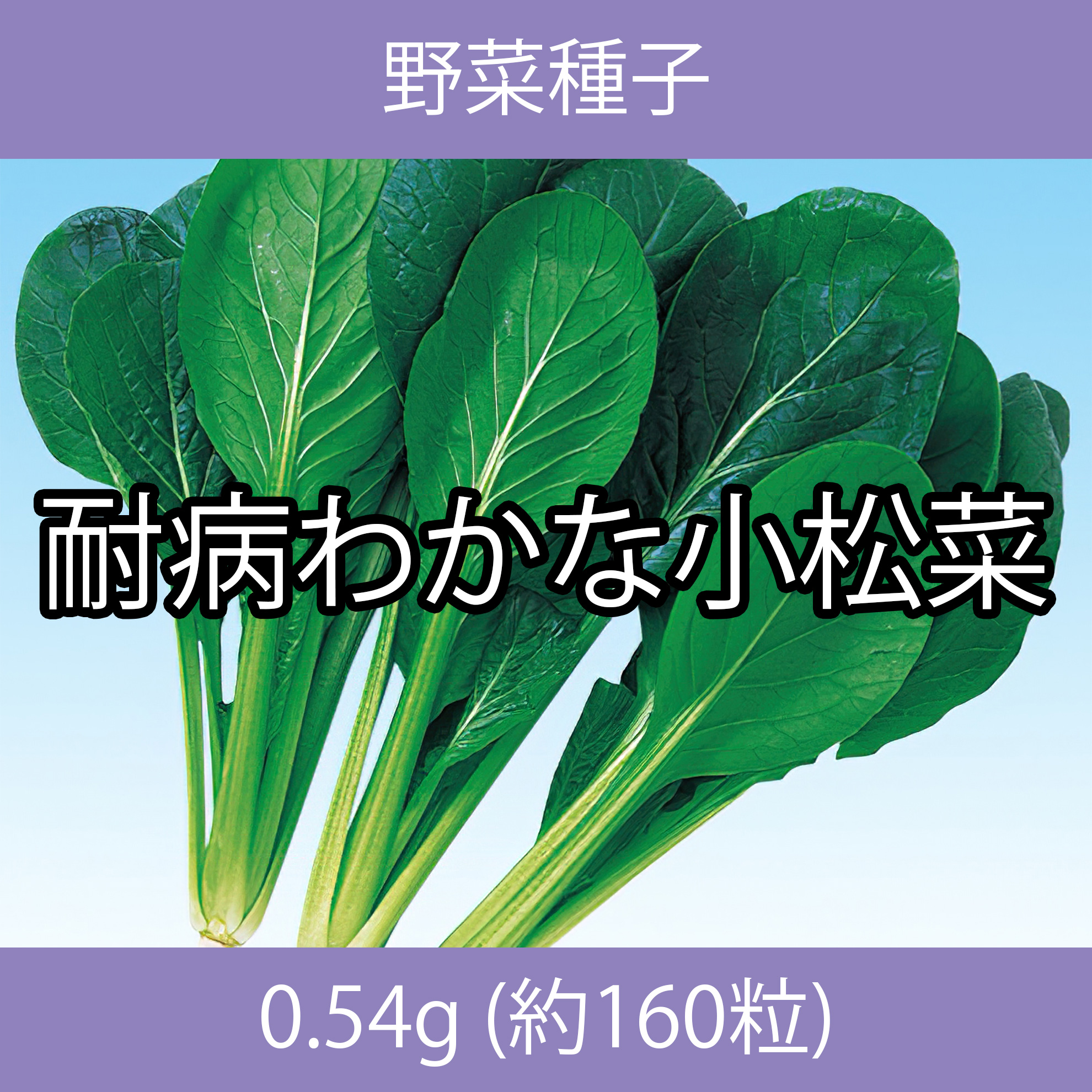 野菜種子 EBV 耐病わかな小松菜 0.54g