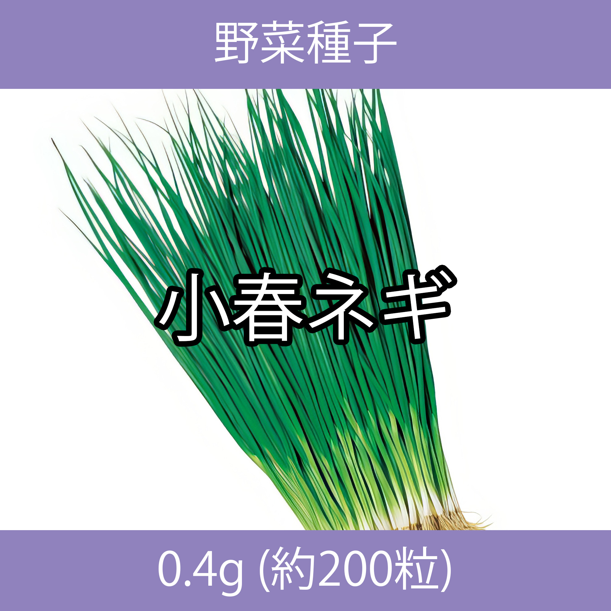 野菜種子 TVA05 小春ネギ 0.4g