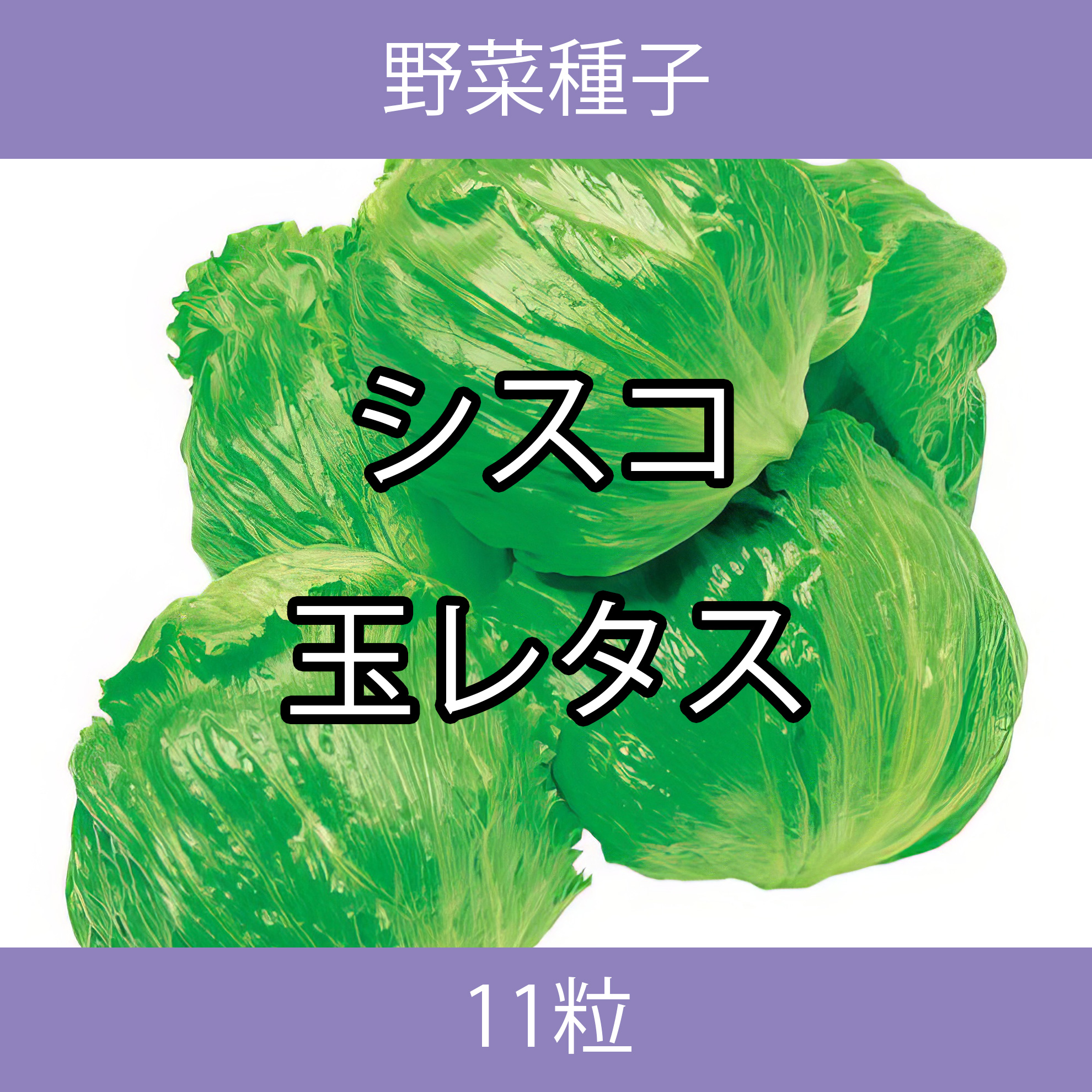 野菜種子 TVA06 シスコ玉レタス 11粒