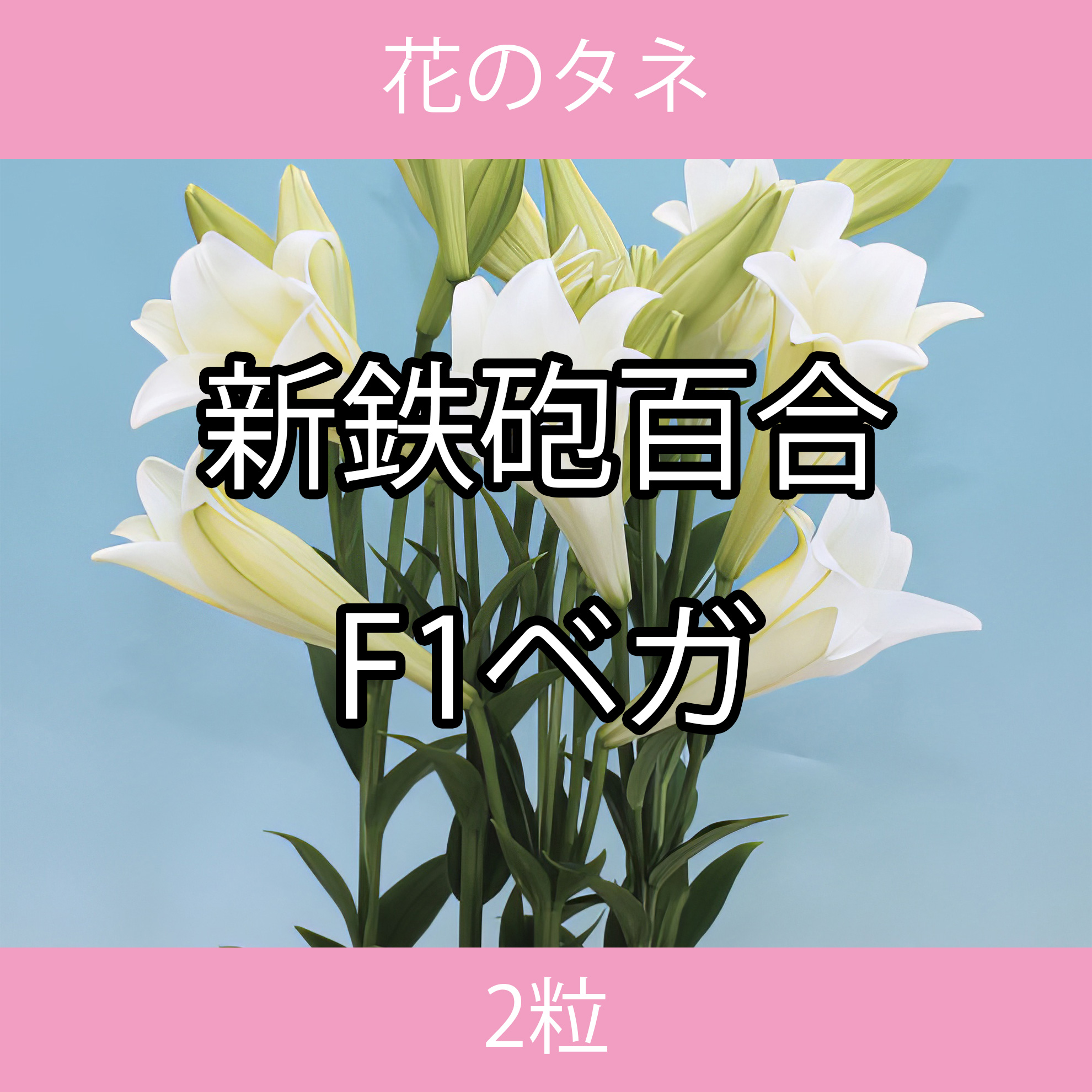 花のタネ TFA01 新鉄砲百合・F1ベガ 2粒