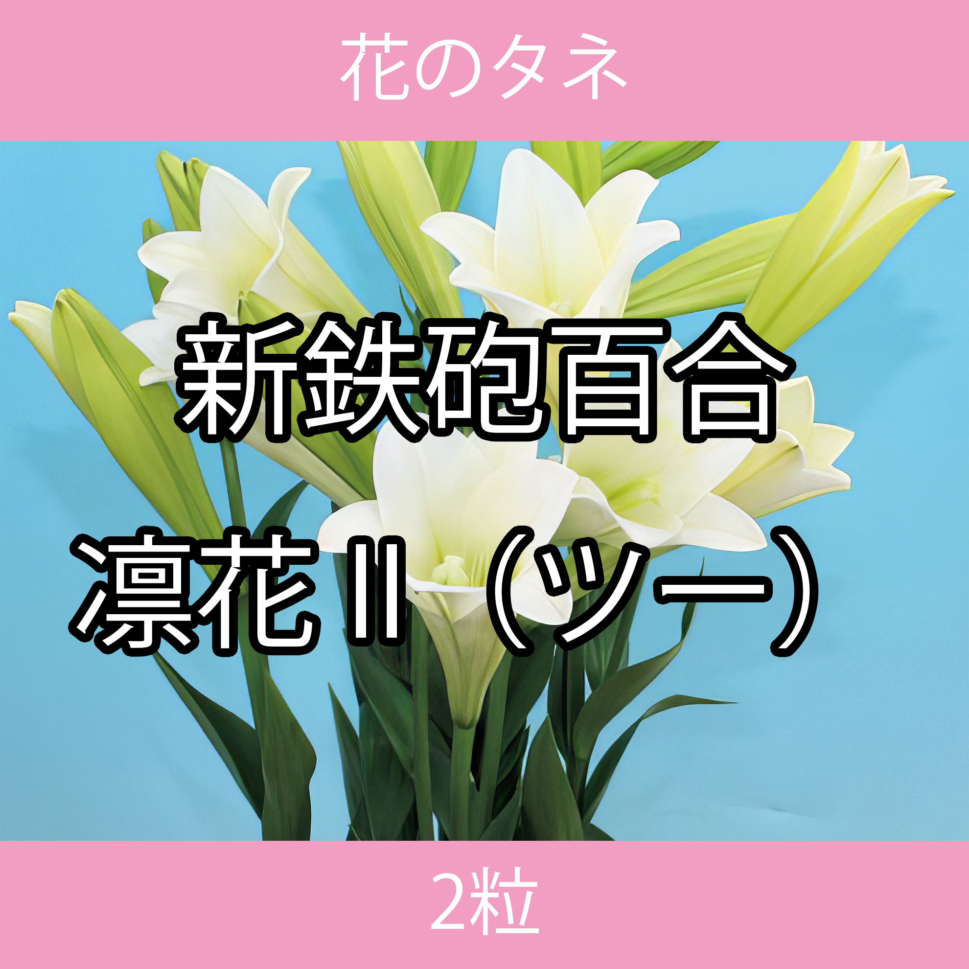 花のタネ TFA03 新鉄砲百合・凛花II（ツー） 2粒