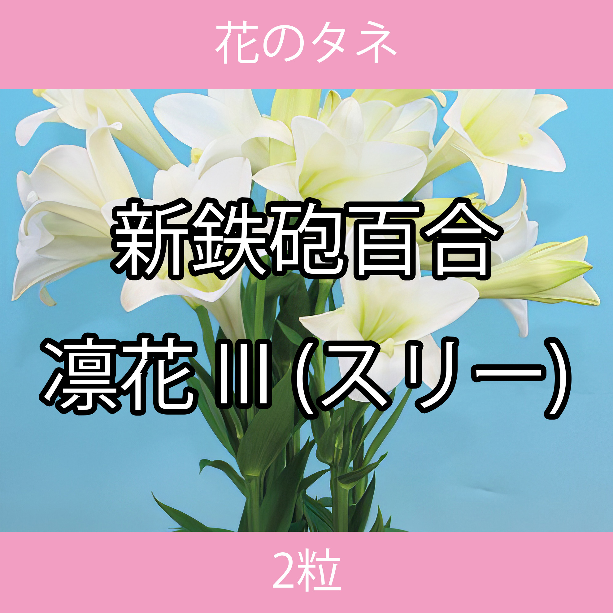花のタネ TFA04 新鉄砲百合・凛花III（スリー） 2粒