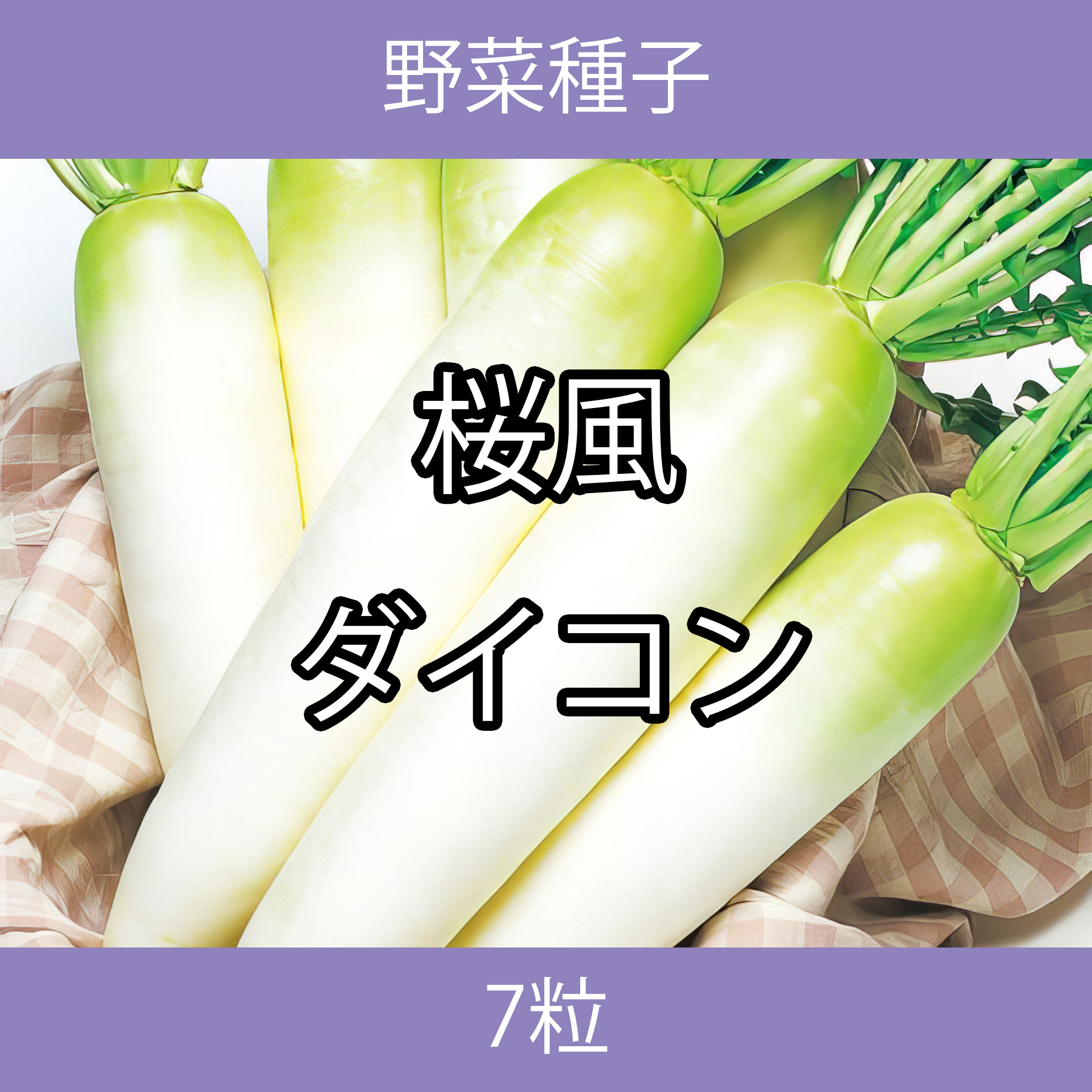 野菜種子 TVF06 桜風ダイコン 7粒