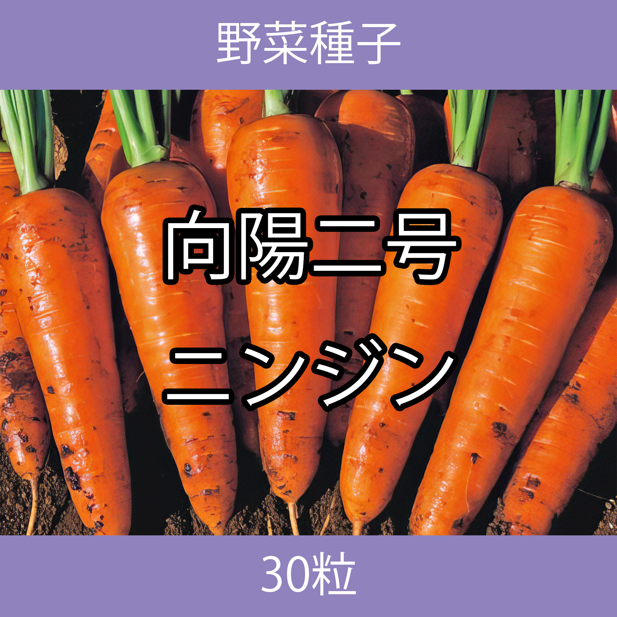 野菜種子 TVF01 向陽二号ニンジン 30粒