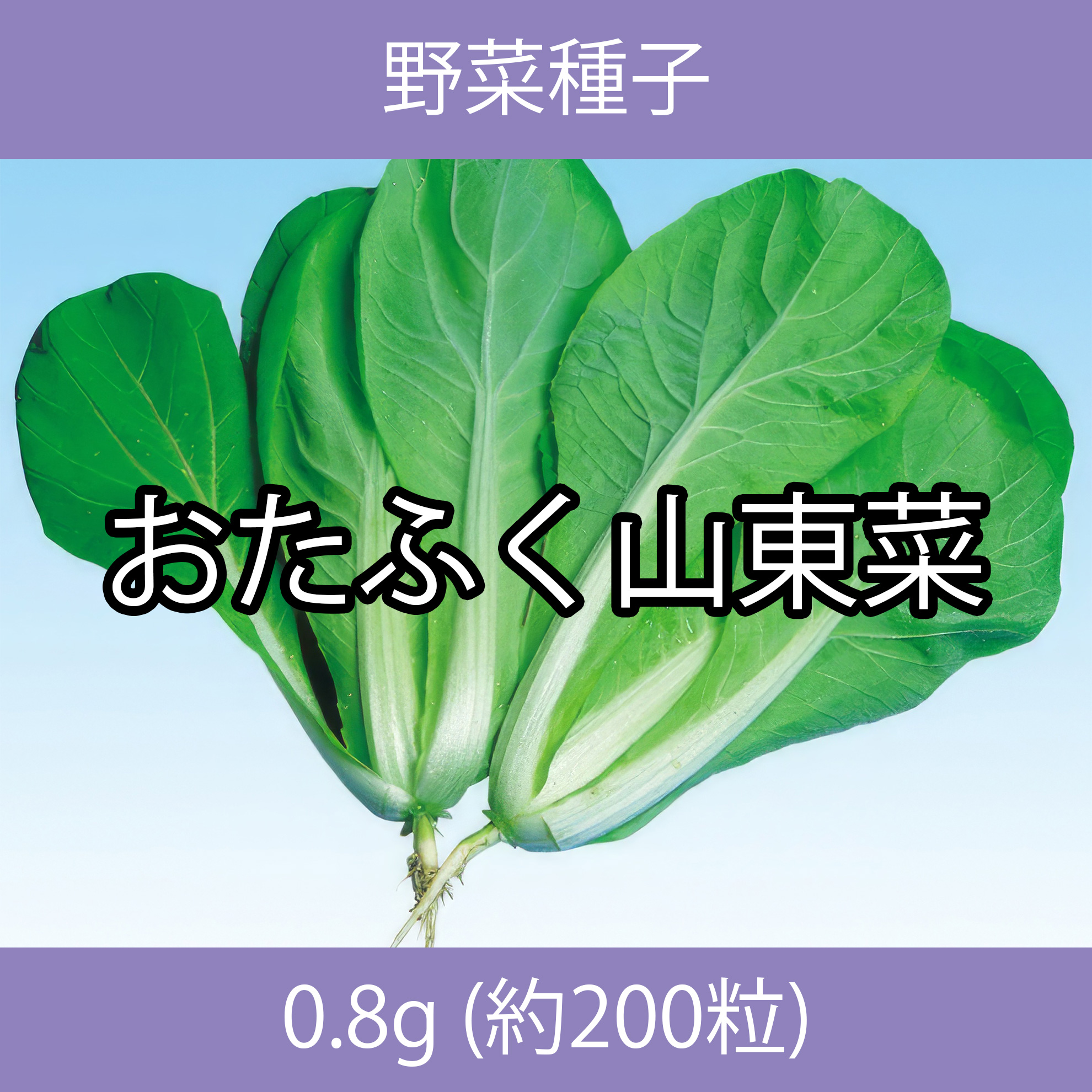 野菜種子 ECI おたふく山東菜 0.8g