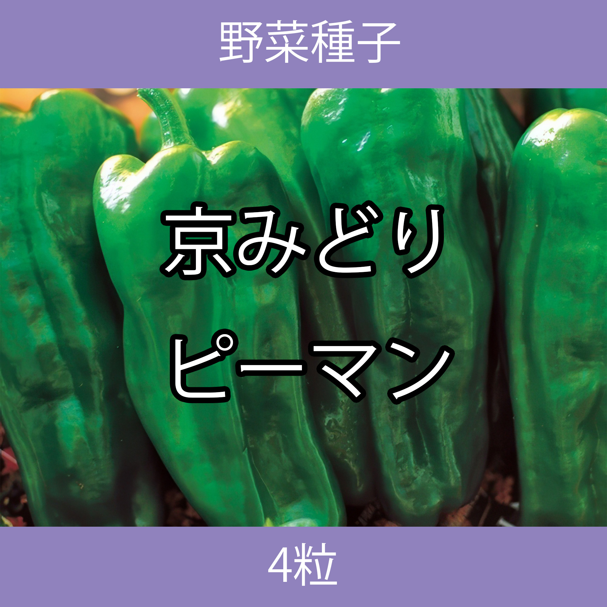 野菜種子 TVK11 京みどりピーマン 4粒